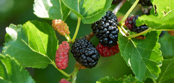 Black-mulberry-big-leaves