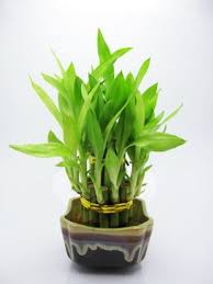 buy-lucky-bamboo-money-plants-online-india