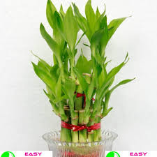 buy-lucky-plants-money-plants-online-in-india