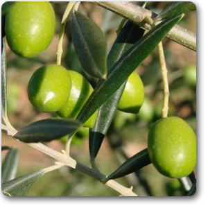 buy-plantslive-olive