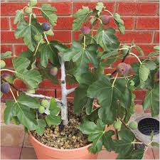 Plantslive Anjeer - Edible fruit fig