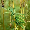 plantslive-buy-golden-bamboo-phyllostachys-aurea-plants