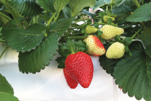 plantslive-StrawberryFruits-seeds-plants