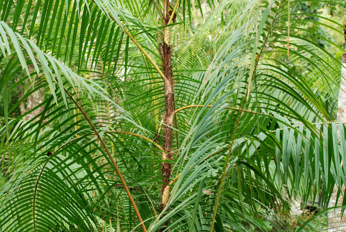 Ротанг дерево. Ротанговая Пальма (Calamus). Каламус ротанговый.
