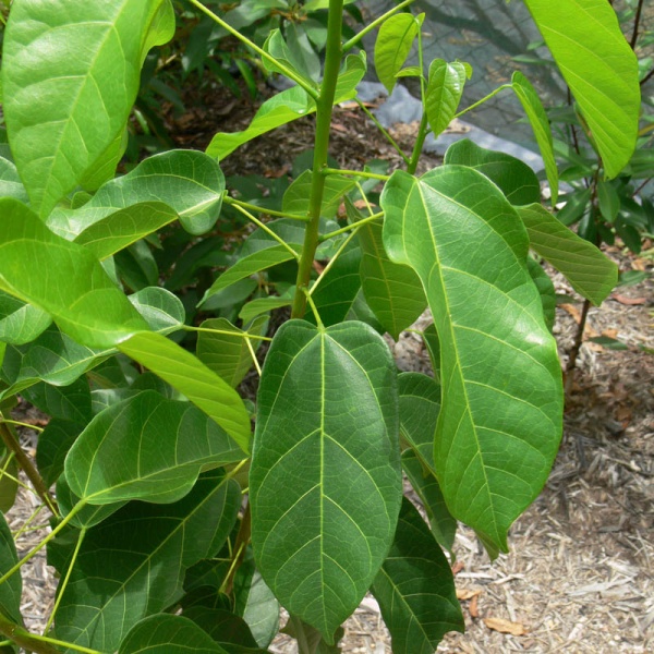 Buy Sterculia Alata, Buddha Coconut – Plant | Plantslive
