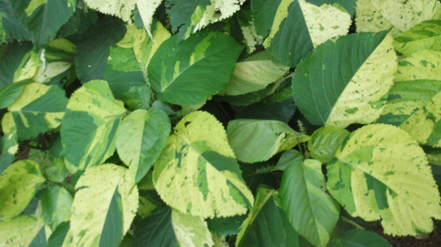 Acalypha hispida alba – Plant – Plantslive