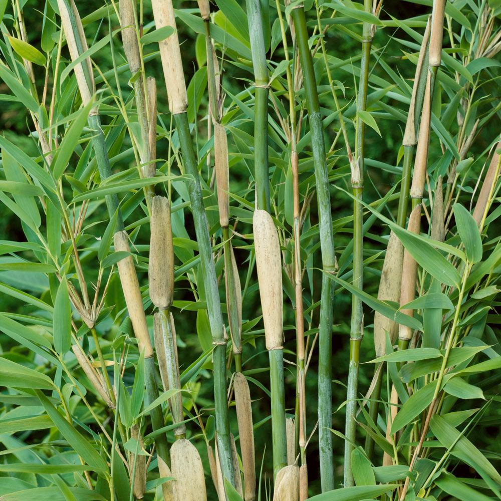 Bamboos & Grasses | Plantslive - Buy Plants Online India