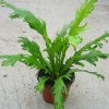 buy-buy-plantslive-Asplenium nidus fimbriatum - Plant