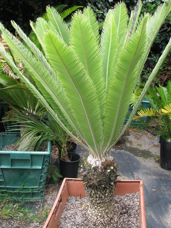 buy-buy-plantslive-Dioon merolae - Plant