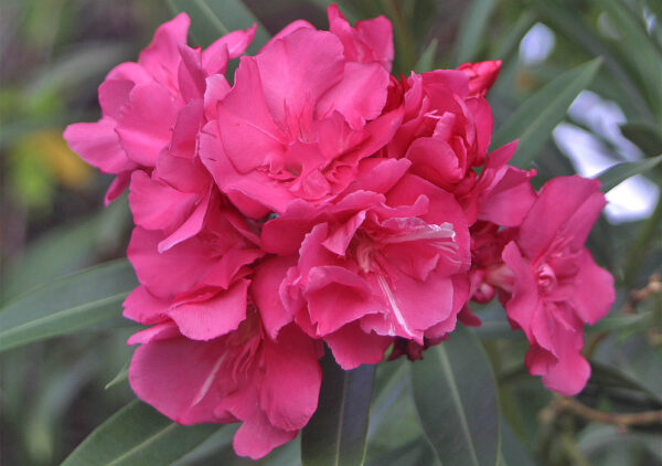 Buy Kaner Nerium Oleander Pink Double Plant Plantslive
