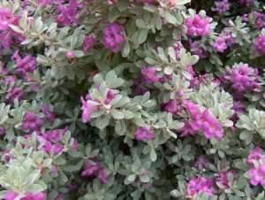 buy-Leucophyllum frutescens var green cloud - Plant
