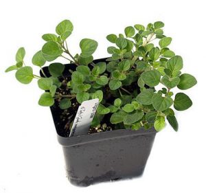 buy-Oregano - Plant