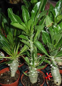 buy-planslive-Pachypodium lealii - Plant