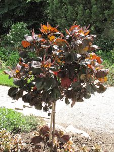 buy-plantslive-Acalypha wilkesiana moorea - Plant