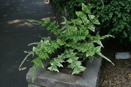 buy-plantslive-Acanthus montanus - Plant