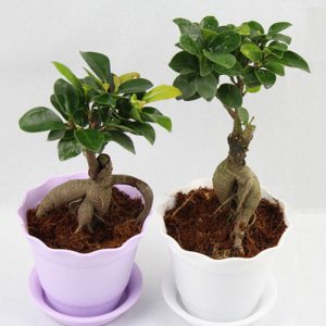 buy-plantslive-Banyan Tree - Plant