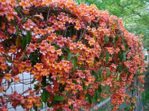 buy-plantslive-Bignonia purpurea - Plant