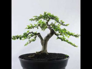 buy-plantslive-Bonsai Ulmus - Plant