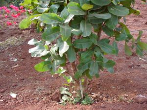 buy-plantslive-Buchanania latifolia - Plant