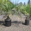 buy-plantslive-Butia capitata: Cocos capitata: Syagrus capitata - Plant