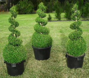 buy-plantslive-Buxus Microphylla Japonica - Plant