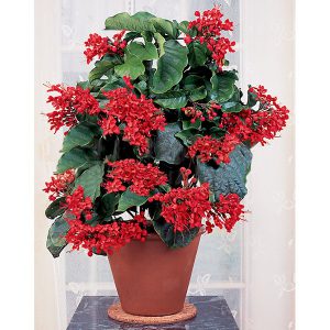 buy-plantslive-Clerodendrum splendens - Plant