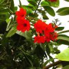 buy-plantslive-Cordia, Scarlet cordia - Plant