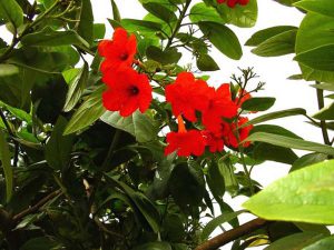 buy-plantslive-Cordia, Scarlet cordia - Plant