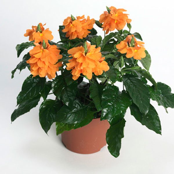 buy-plantslive-Crossandra undulaefolia rubra - Plant