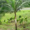 buy-plantslive-Dictyosperma album variety rubrum - Plant