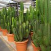 buy-plantslive-Euphorbia ingens - Plant