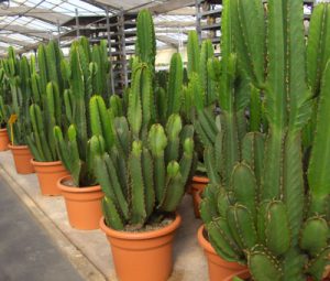 buy-plantslive-Euphorbia ingens - Plant