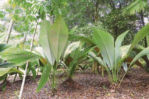 buy-plantslive-Johannesteijsamannia species - Plants-online-India