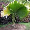buy-plantslive-Lodoicea maldivica - Plant