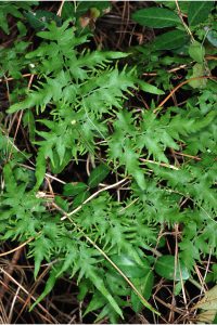 buy-plantslive-Lygodium japonicum - Plant