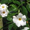 buy-plantslive-Mandevilla (White) - Plant