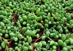 buy-plantslive-Senecio Herreianus - Plant