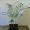 buy-plantslive-Syagrus weddelliana: Cocos weddelliana - Plant