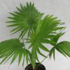 buy-Table palm, Umbrella Palm - Plant