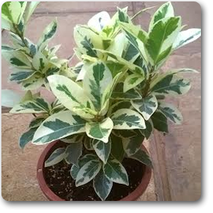 buy-Wagh Nakhi Variegated, Ficus Repens, Creeping Fig - Plant