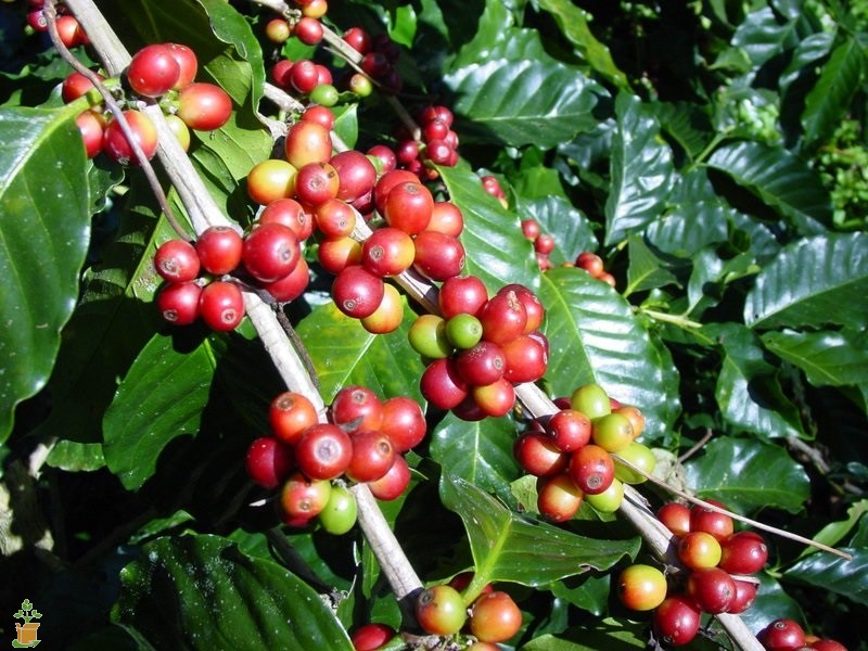 Buy Coffee – Plant | Plantslive