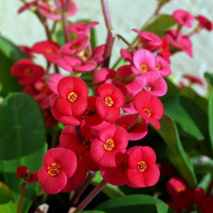 Buy Euphorbia (Red) – Plant | Plantslive