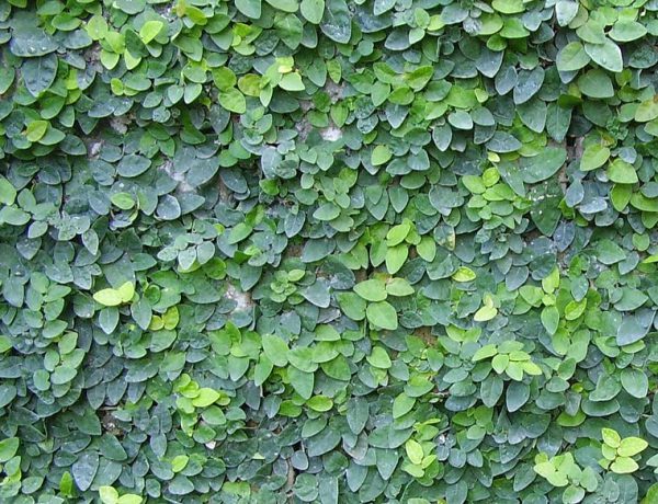 Buy Wagh Nakhi, Ficus Repens, Creeping Fig – Plant | Plantslive