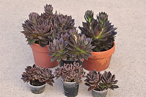 Buy Echeveria Black Prince – Plant | Plantslive