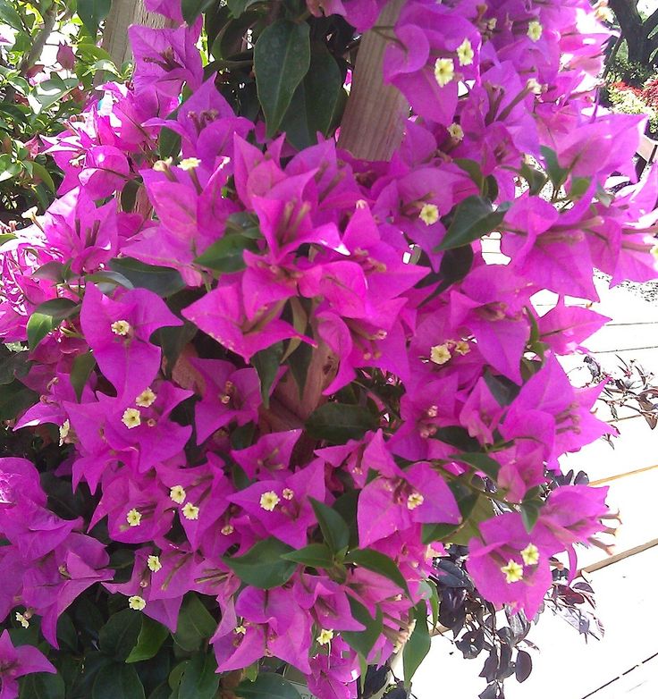 Buy Bougainvillea glabra lilac queen – Plant | Plantslive