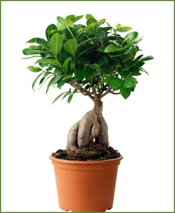 Ficus 300 gms - Plant - Plantslive