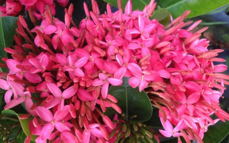 Ixora Long, Singapuri Ixora (Pink) – Plant – Plantslive