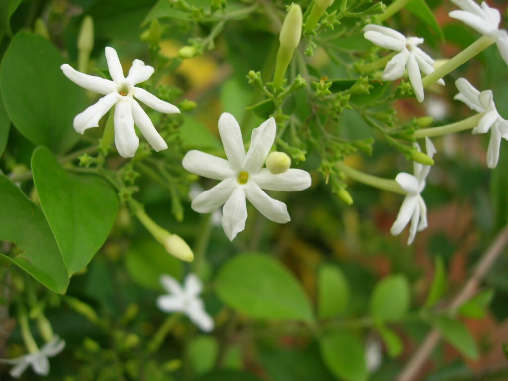 Jasminum sambac, Mogra, Arabian Jasmine Plant Plantslive