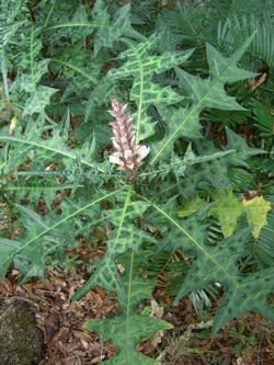 plantslive-Acanthus montanus - Plant