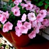 plantslive-baby-pink-petunia